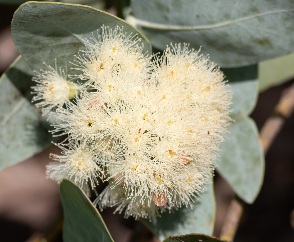 Image of Eucalyptus pruinosa specimen.