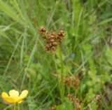 Luzula multiflora. Соплодие со зреющими плодами. Тверская обл., Весьегонский р-н, с. Чистая Дуброва, сырой луг. 11 июня 2020 г.