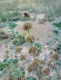 Marrubium anisodon. Верхушка плодоносящего растения. Казахстан, Заилиский Алатау, горы Бокайдынтау, перевал Кок-Пек. 02.09.2010.