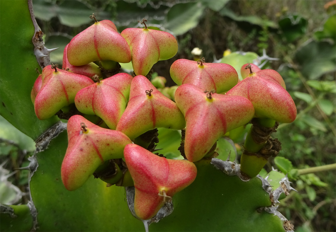 Image of Euphorbia cooperi specimen.