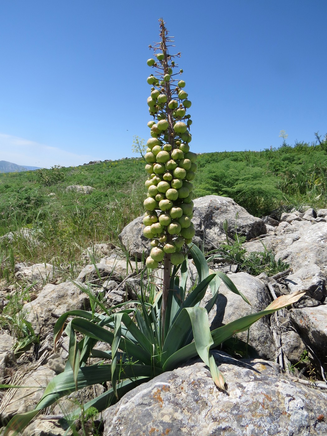 Image of Eremurus lactiflorus specimen.