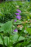 Campanula rapunculoides