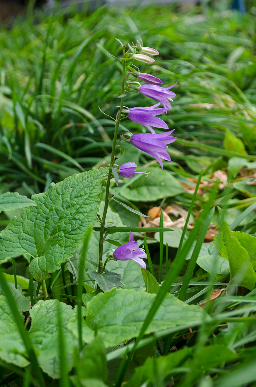 Image of Campanula rapunculoides specimen.