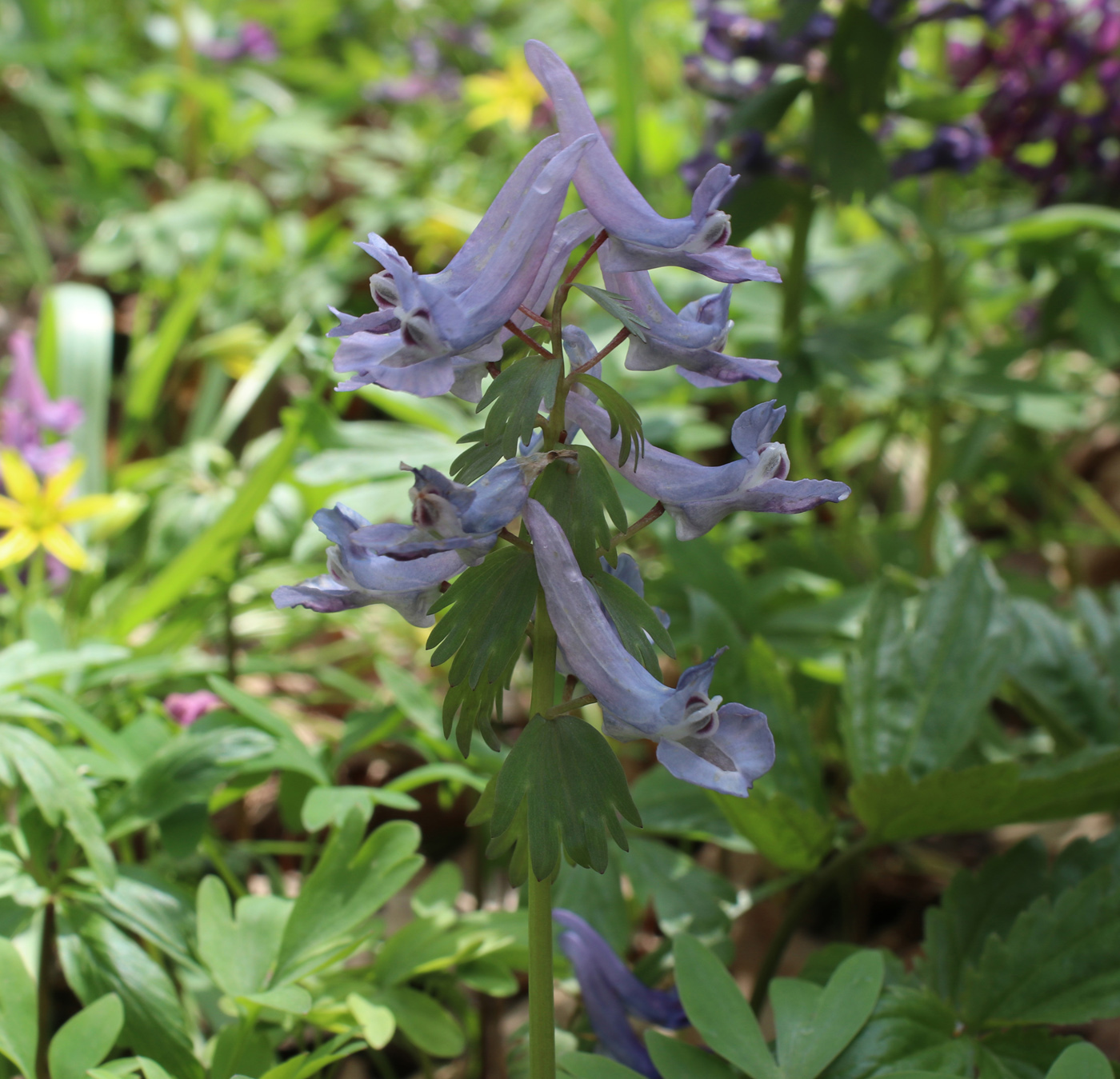 Изображение особи Corydalis solida.