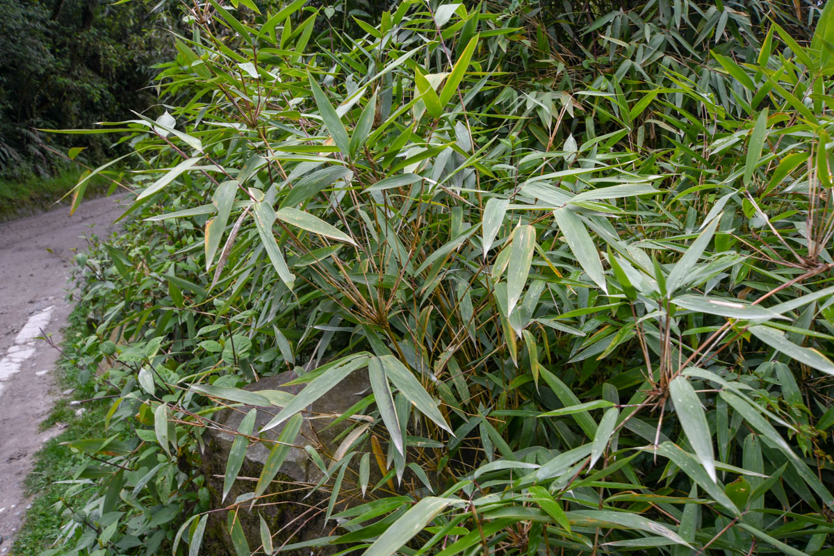 Image of familia Poaceae specimen.