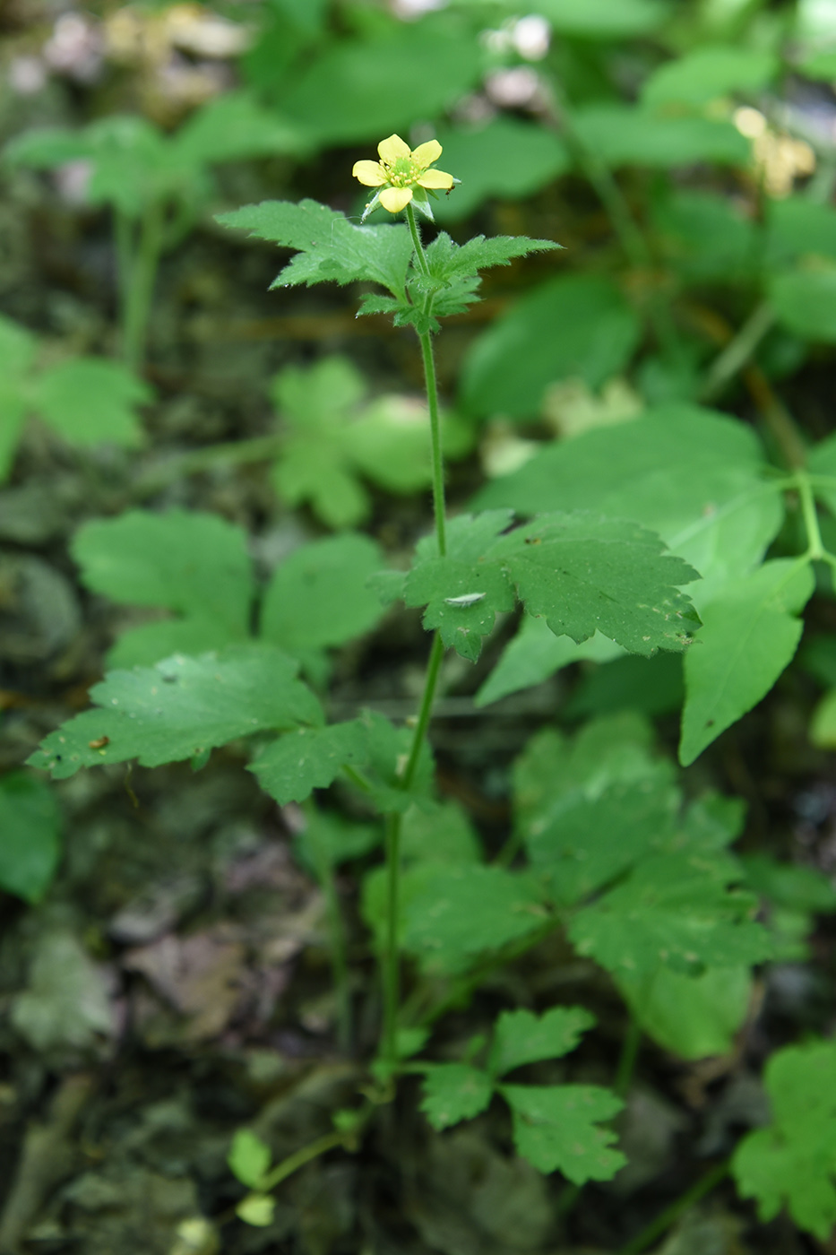 Изображение особи Geum urbanum.