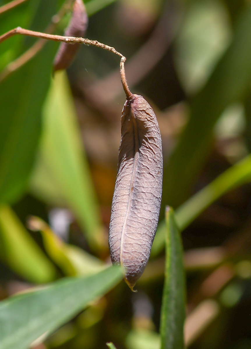 Image of Hardenbergia comptoniana specimen.