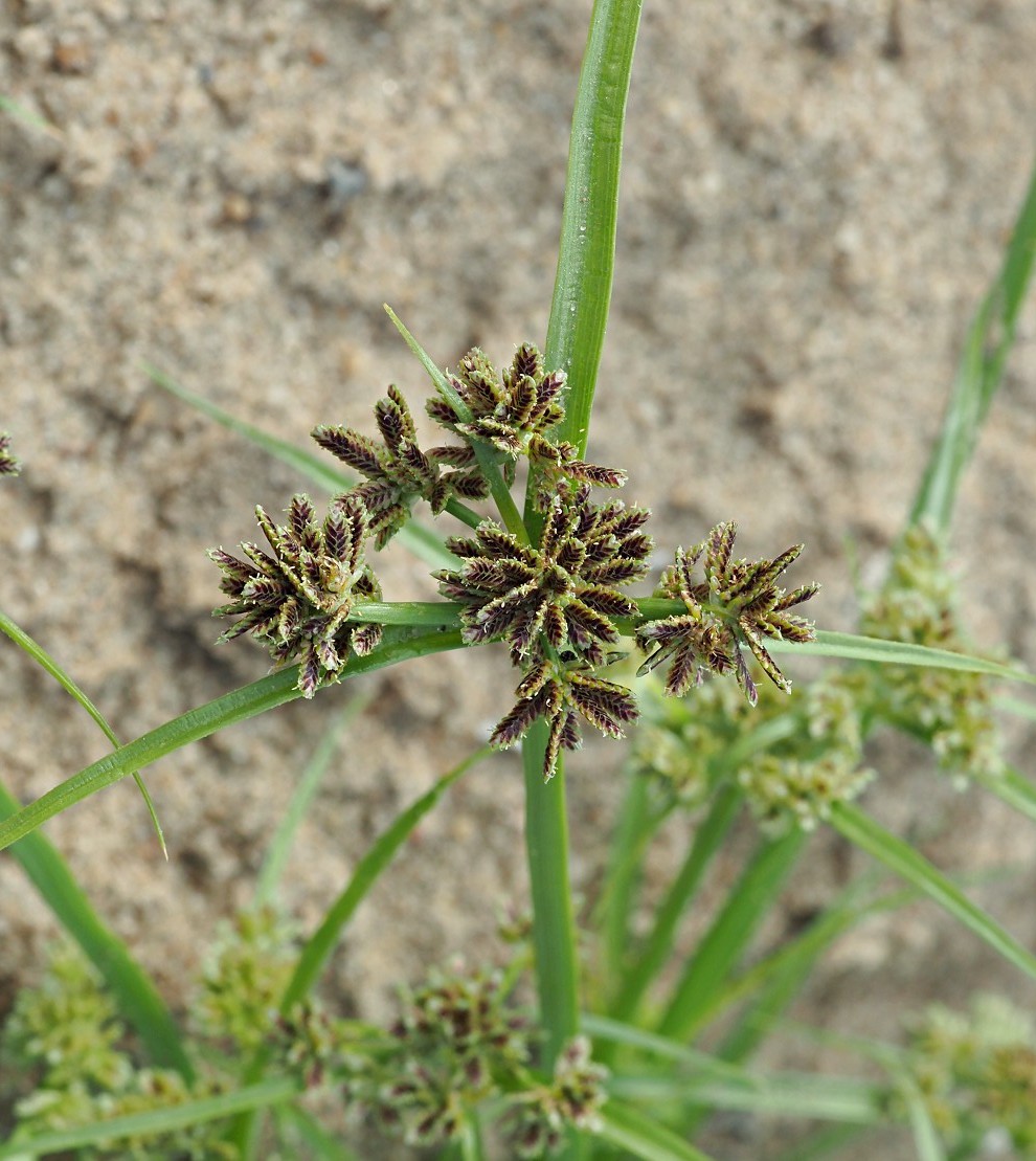 Image of Cyperus fuscus specimen.