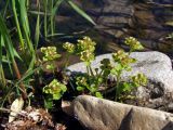 Chrysosplenium tetrandrum