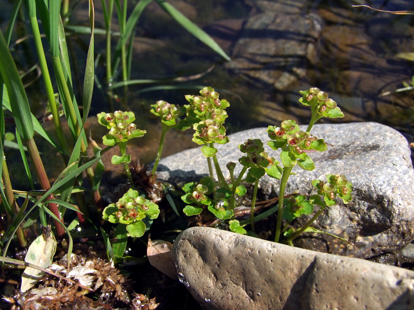 Image of Chrysosplenium tetrandrum specimen.