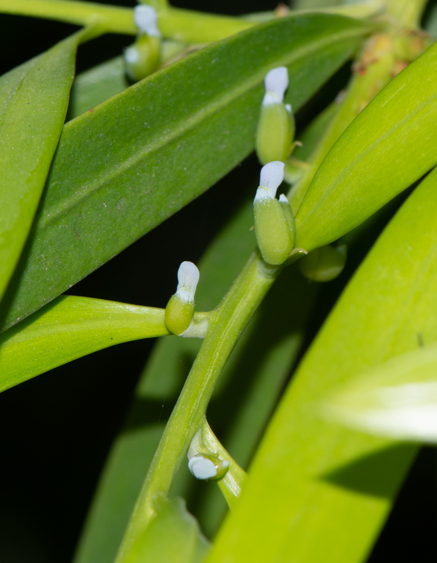 Image of Podocarpus elatus specimen.