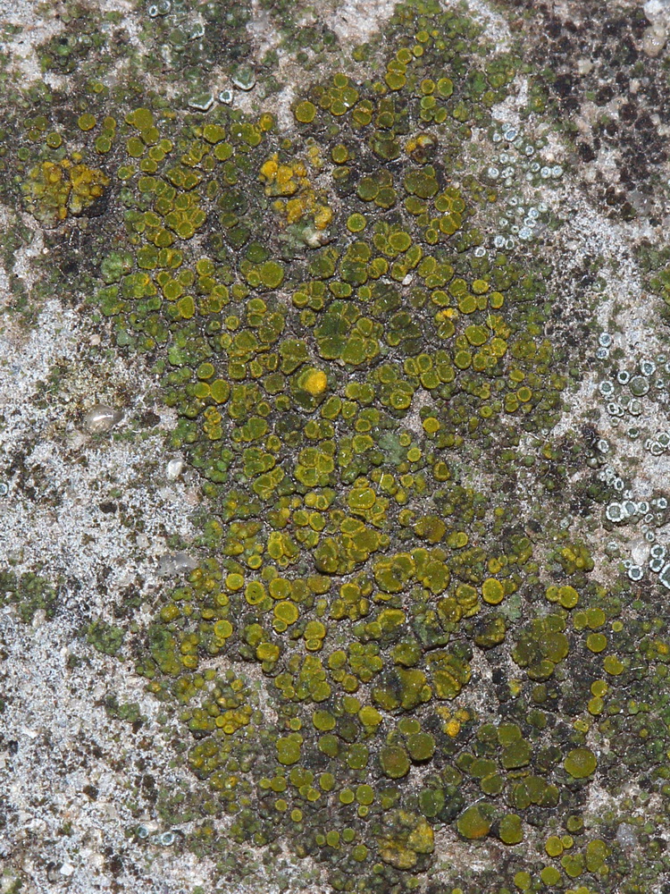 Image of familia Teloschistaceae specimen.