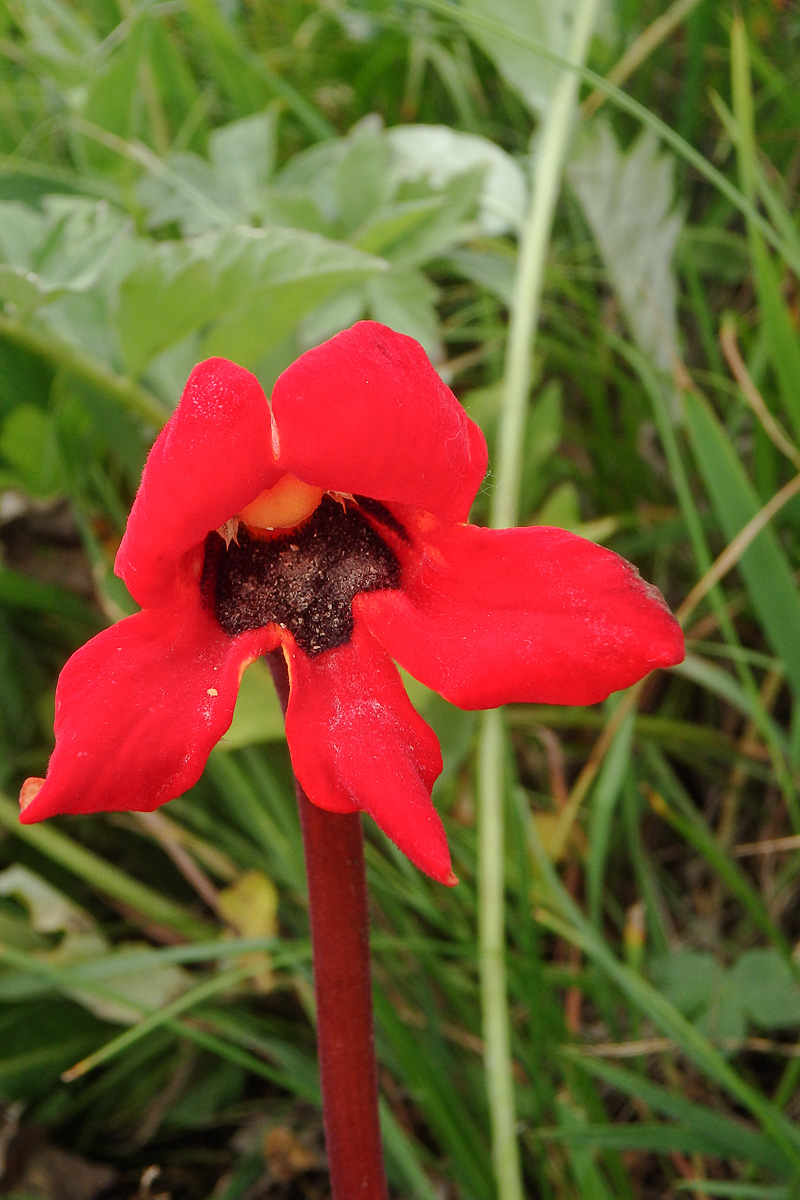 Изображение особи Phelypaea coccinea.