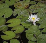 Nymphaea &times; marliacea