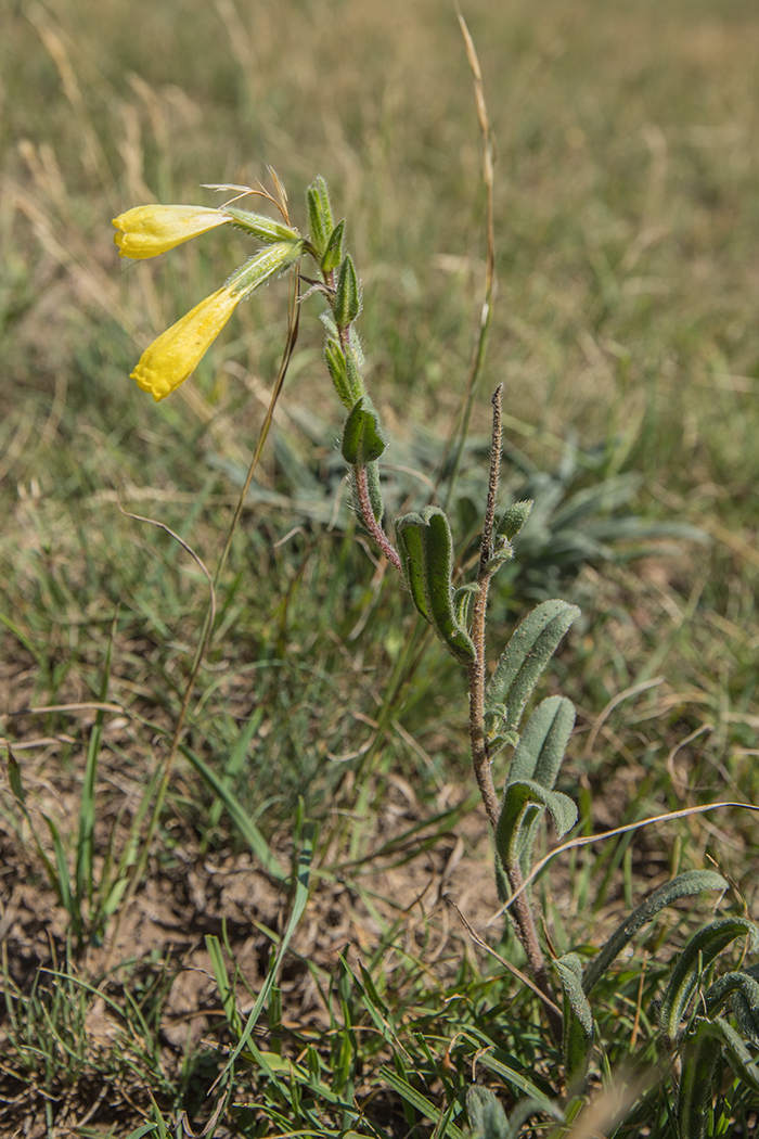 Image of Onosma caucasica specimen.