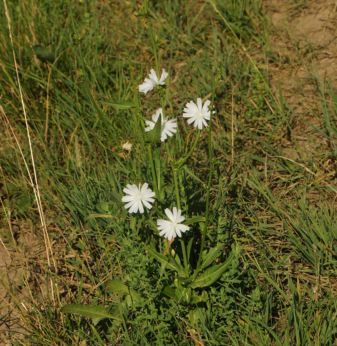 Image of Cichorium intybus specimen.