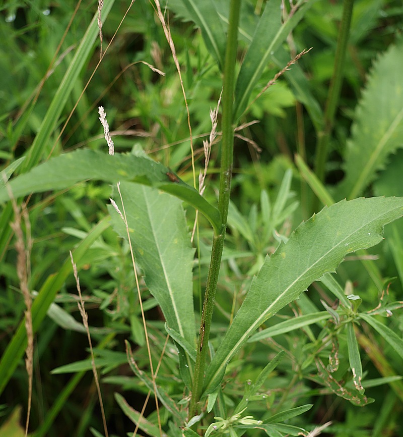 Image of genus Aster specimen.