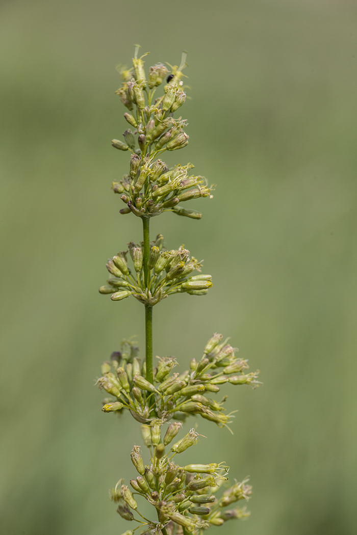 Изображение особи Silene chersonensis.