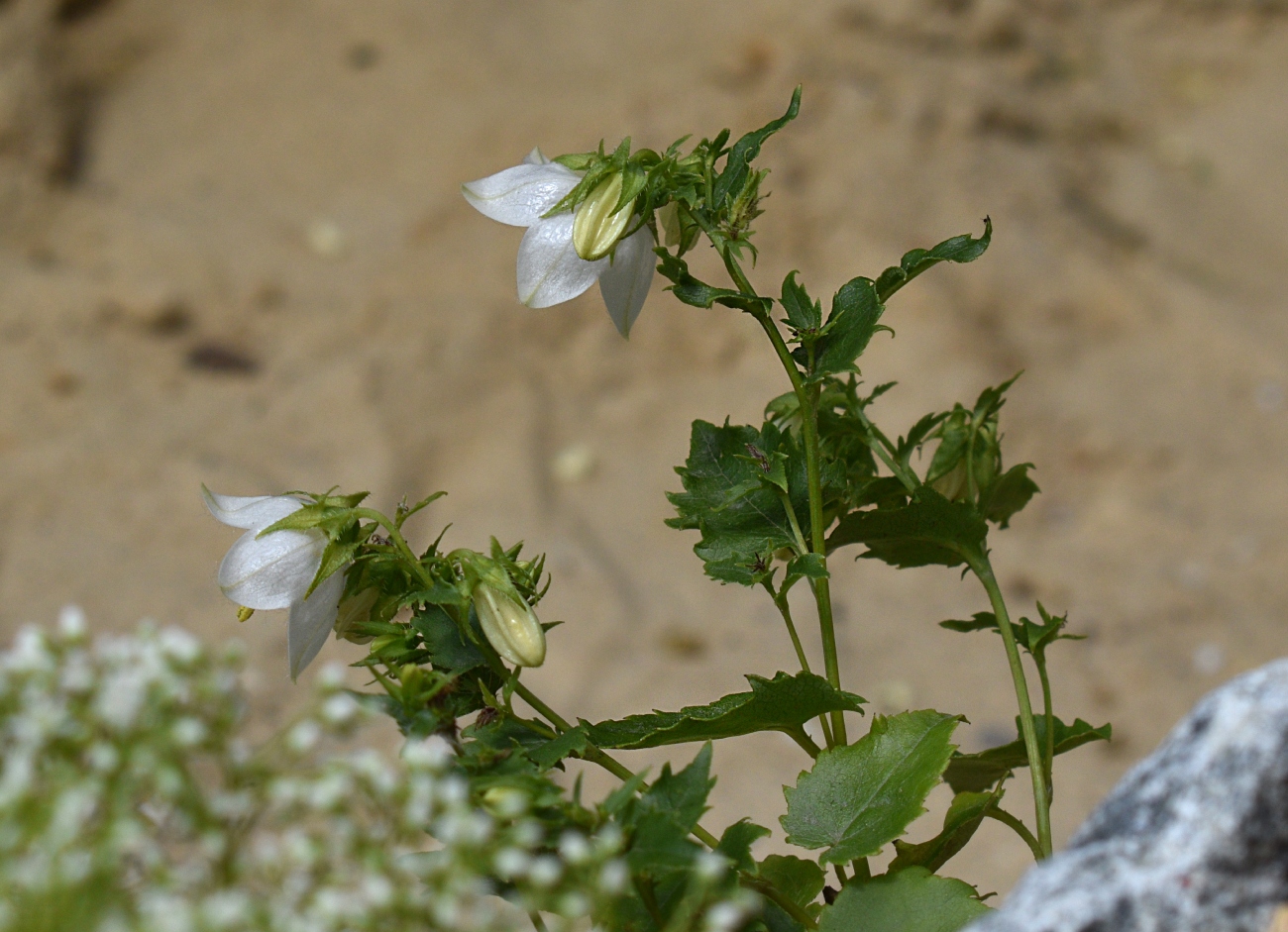 Image of Campanula kemulariae specimen.