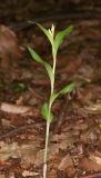 Cephalanthera damasonium. Зацветающее растение. Дагестан, Табасаранский р-н, окр. с. Татиль, буковый лес. 23 мая 2022 г.