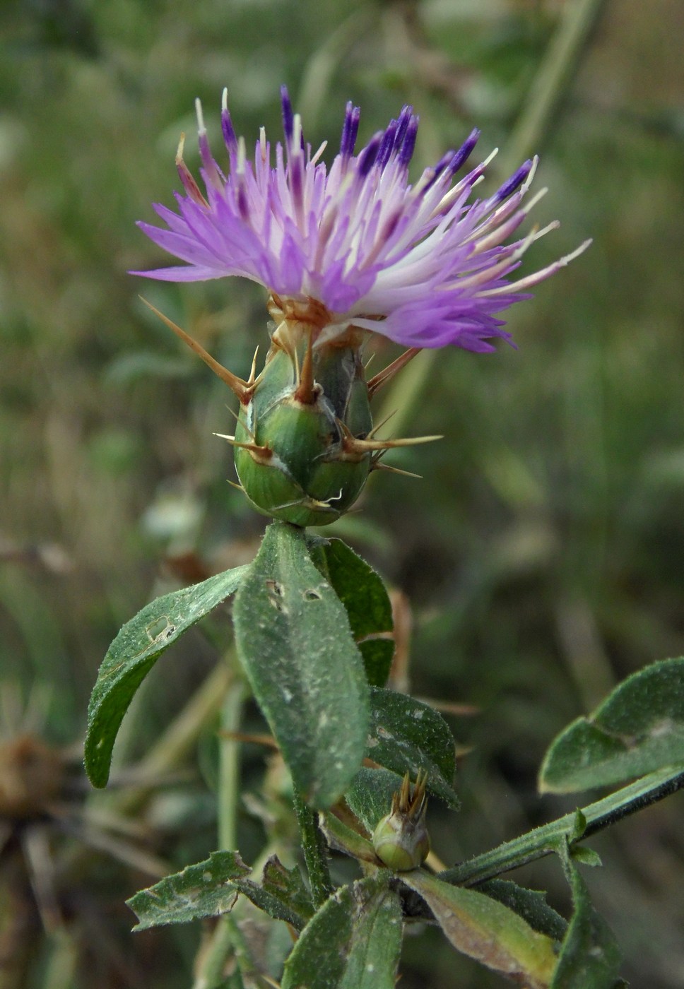 Изображение особи Centaurea iberica.