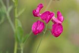 Lathyrus tuberosus