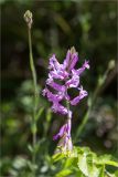 Polygala major. Соцветие. Абхазия, окр. г. Новый Афон, каменистый склон у обочины грунтовой дороги. 19.05.2021.