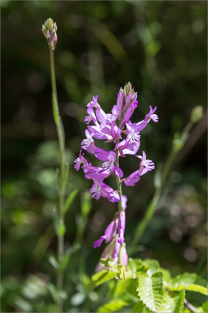 Изображение особи Polygala major.