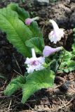 род Streptocarpus. Цветущее растение. Томская обл., г. Томск, Академгородок, в культуре. 17.06.2022.