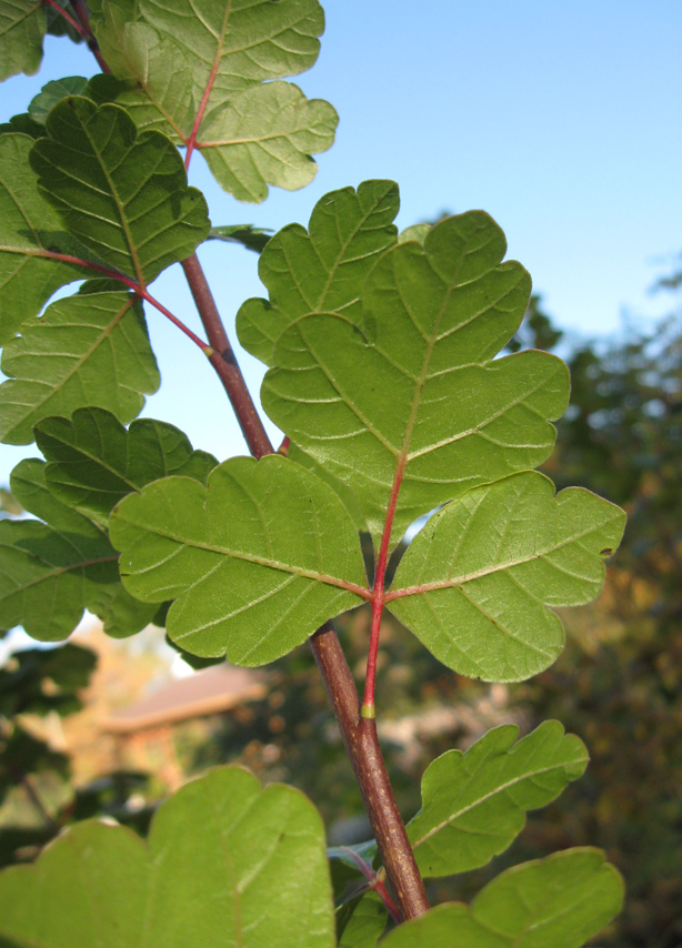 Изображение особи Rhus trilobata.