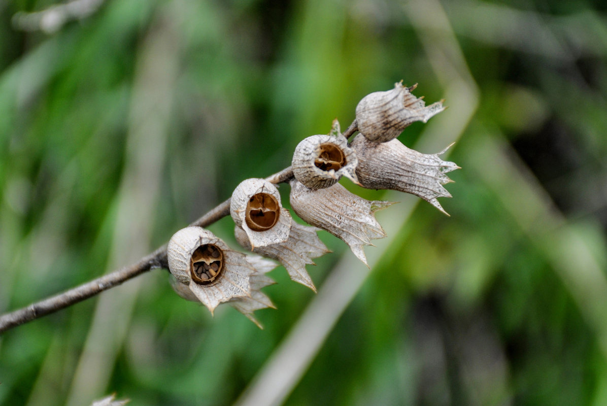 Изображение особи Hyoscyamus niger.