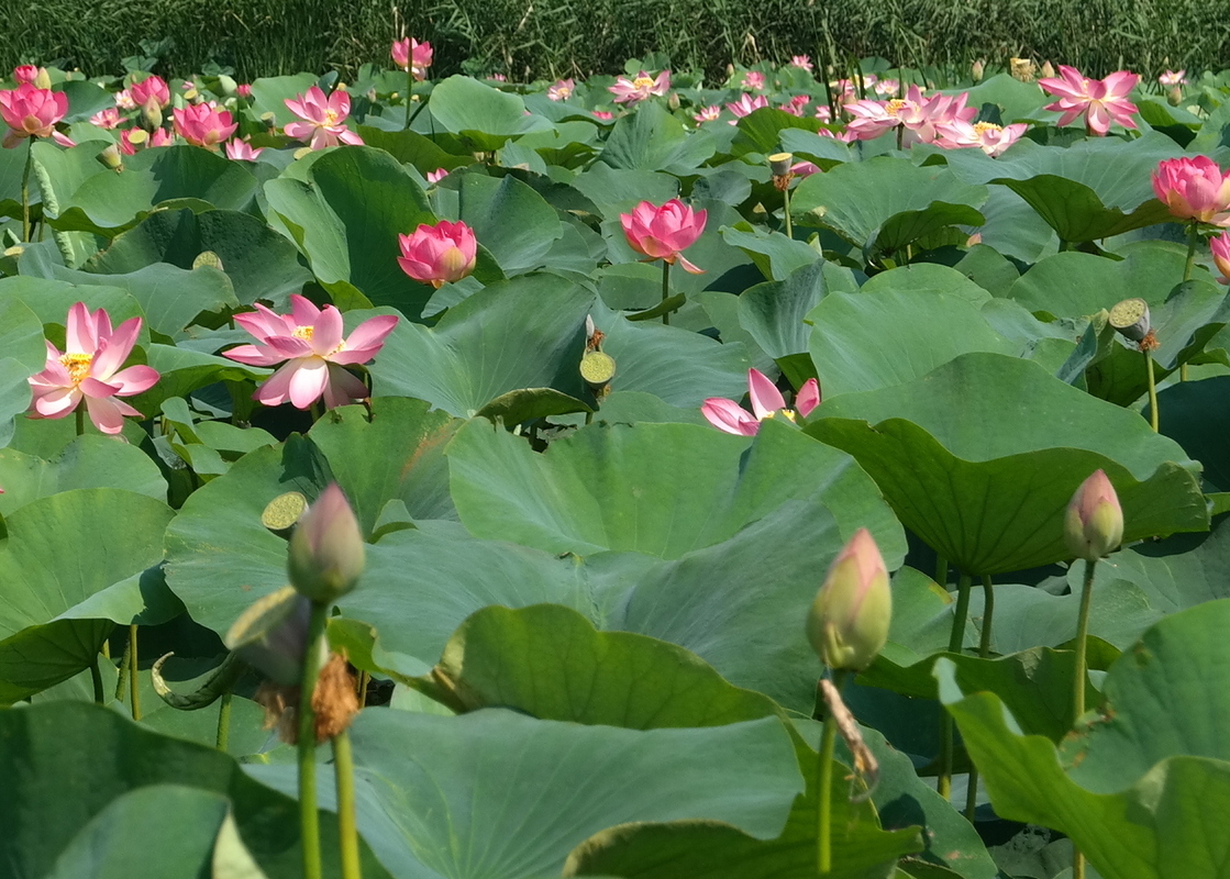 Изображение особи Nelumbo caspica.