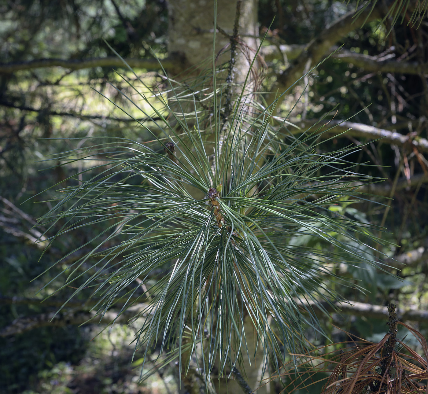 Изображение особи Pinus koraiensis.