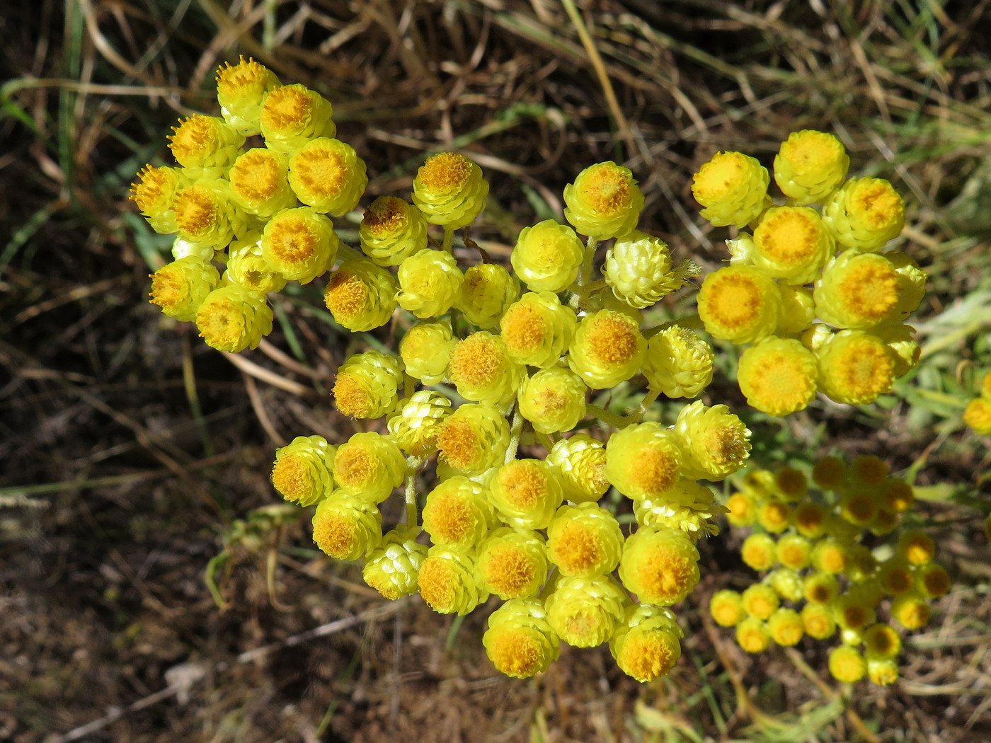 Изображение особи Helichrysum maracandicum.