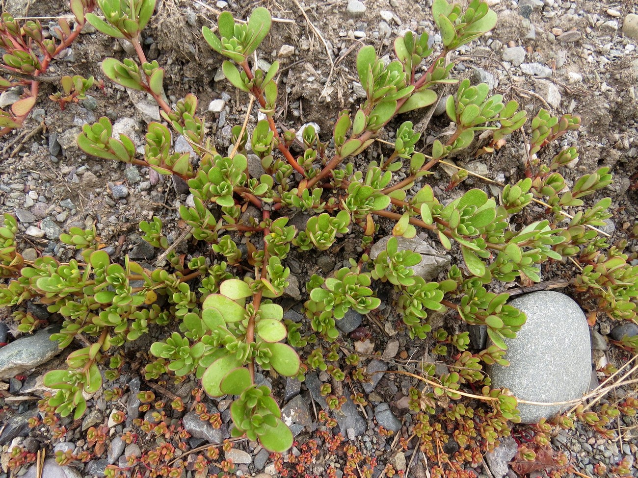 Image of Portulaca oleracea specimen.