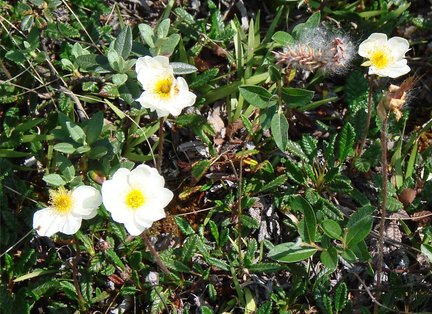 Image of Dryas crenulata specimen.