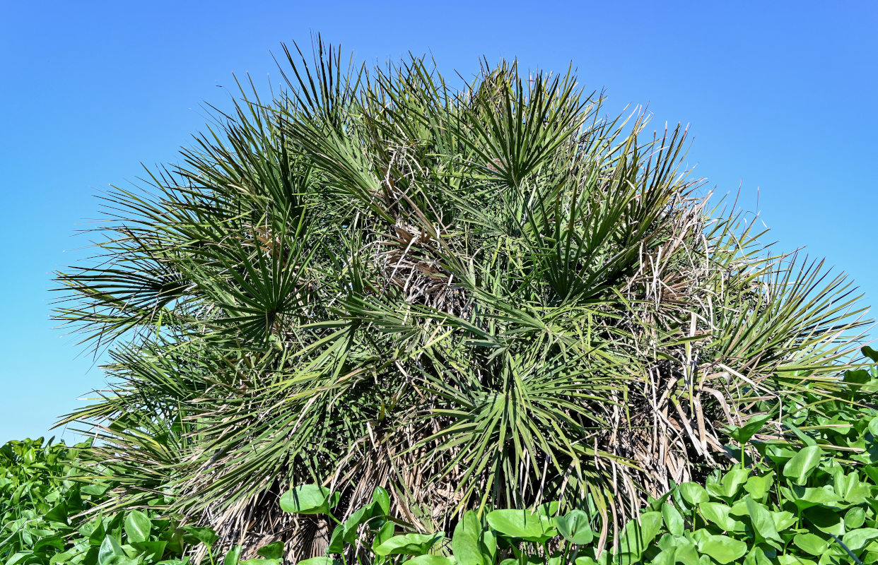 Изображение особи Chamaerops humilis.