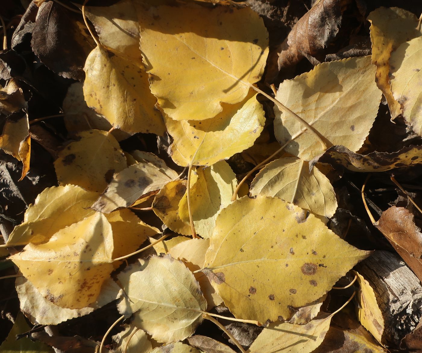 Image of Populus &times; berolinensis specimen.