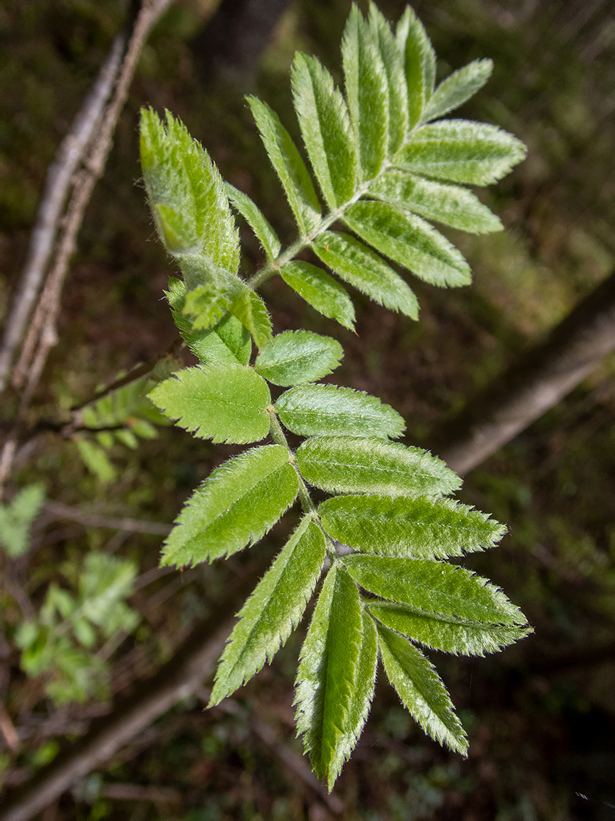 Изображение особи Sorbus aucuparia.