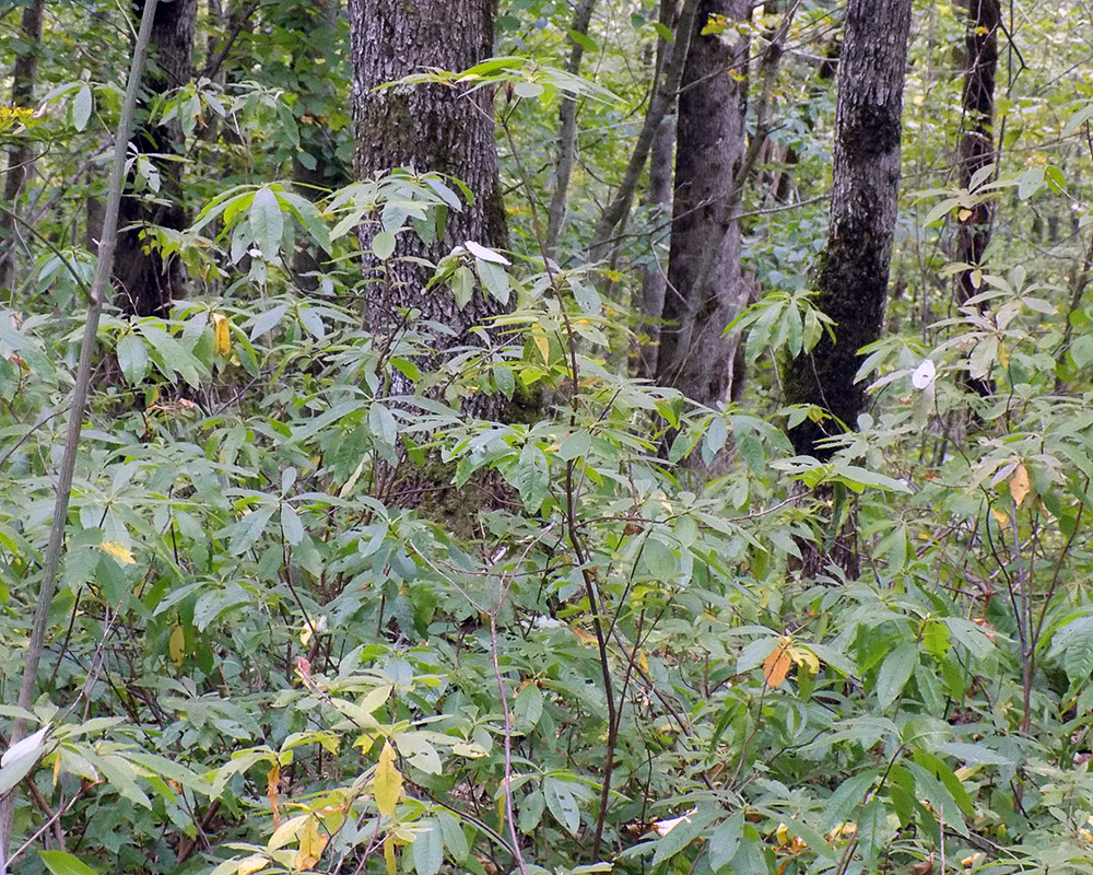 Image of Rhododendron luteum specimen.