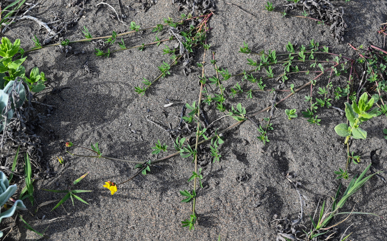 Image of genus Lotus specimen.