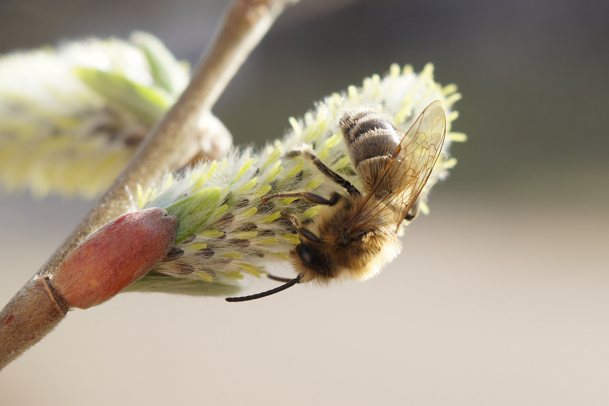 Изображение особи Salix gmelinii.