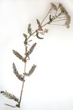 genus Achillea