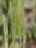 Hordeum geniculatum