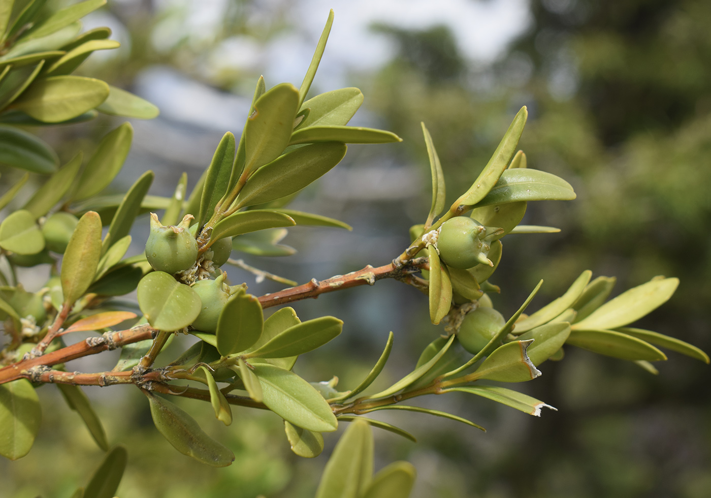 Image of Buxus sempervirens specimen.