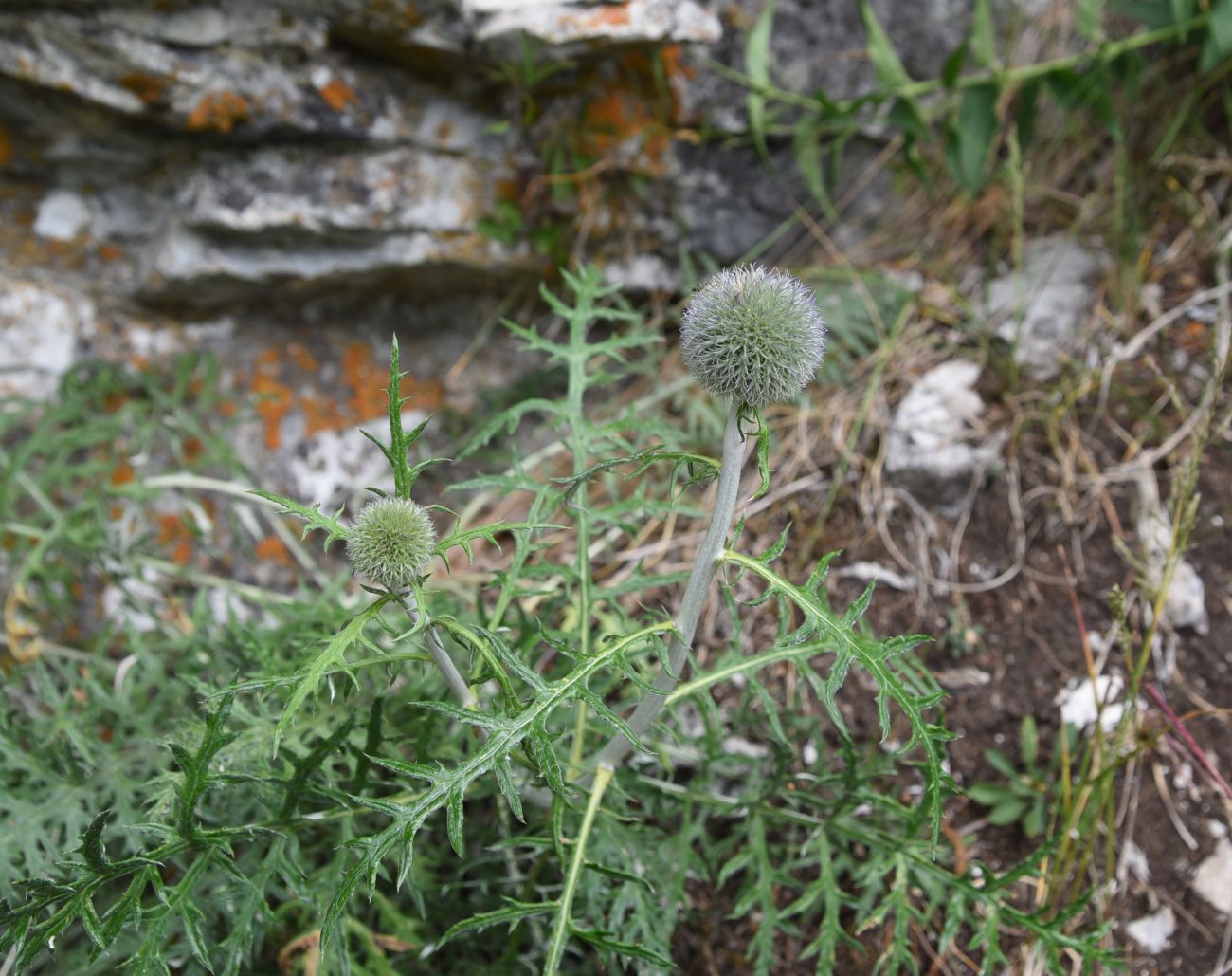 Изображение особи род Echinops.