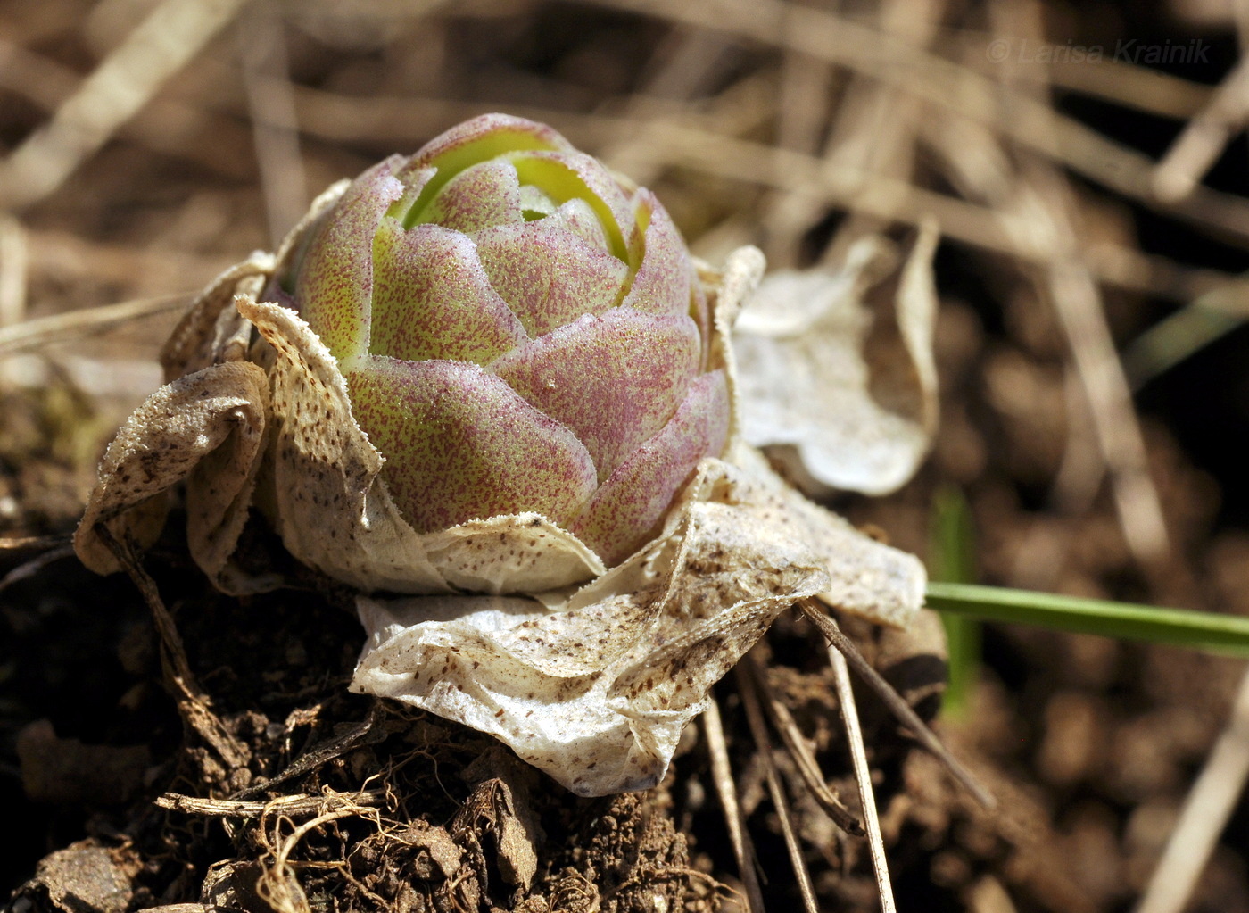 Изображение особи Orostachys malacophylla.