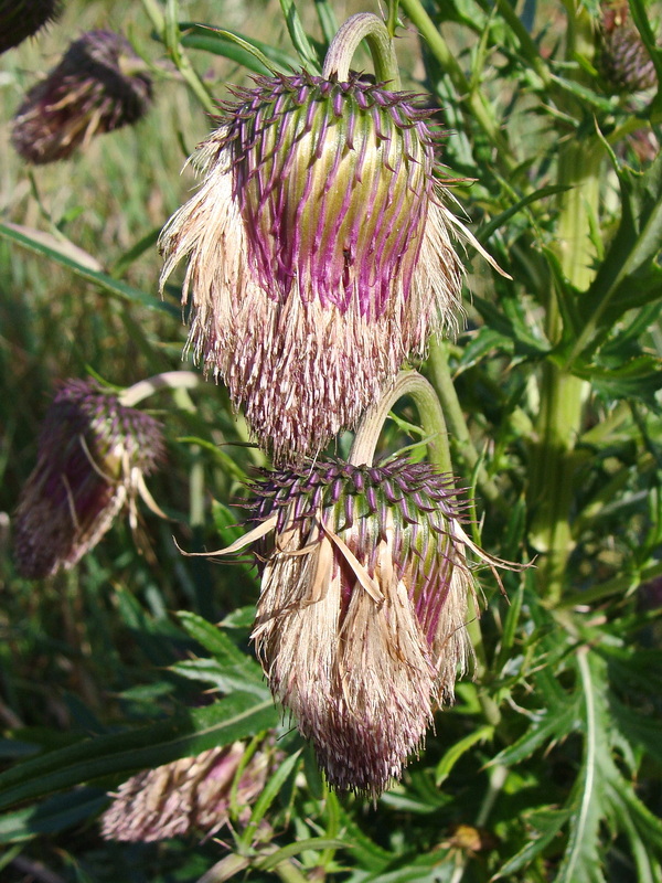 Image of Cirsium pendulum specimen.