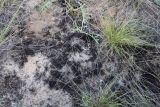 Смотреть изображение Cetraria steppae