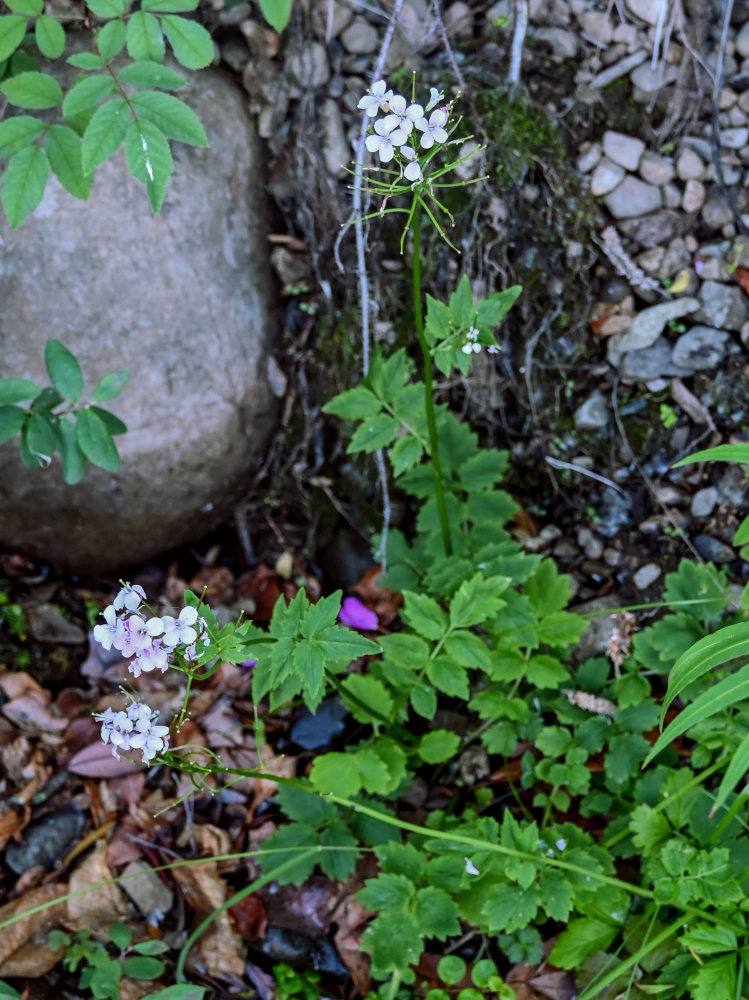 Image of Cardamine macrophylla specimen.